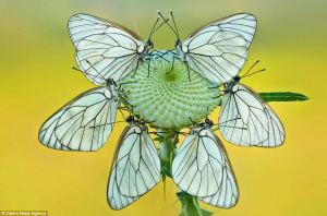 White Butterflies